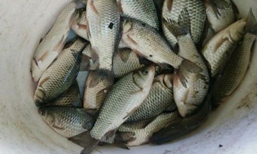 How to Properly Store Carp for Optimal Freshness and Safety