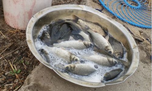 How to Properly Store Carp for Optimal Freshness and Safety