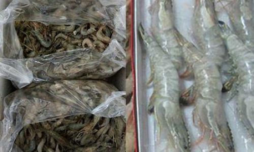How to Properly Store River Shrimp for Optimal Freshness and Safety