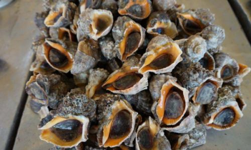 How to Properly Store Seashells:A Comprehensive Guide