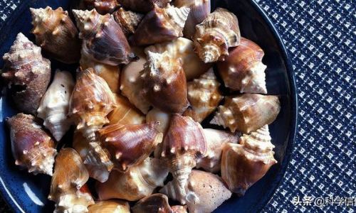 How to Properly Store Seashells:A Comprehensive Guide