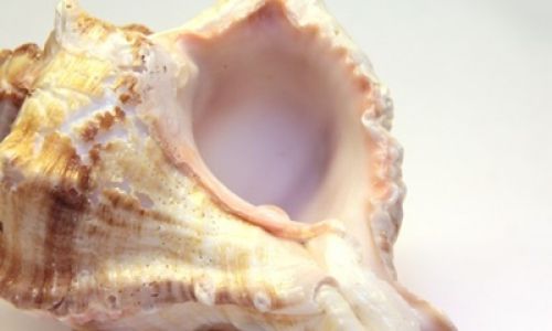 How to Properly Store Seashells:A Comprehensive Guide