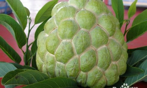 How to Ripen Sugar Apples:A Comprehensive Guide