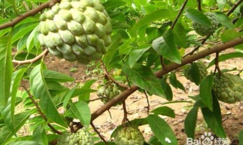How to Ripen Sugar Apples:A Comprehensive Guide
