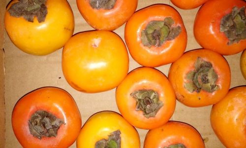 How to Ripen Persimmons:Effective Techniques and Tips