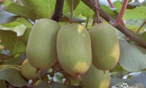 How to Ripen Kiwifruits Perfectly
