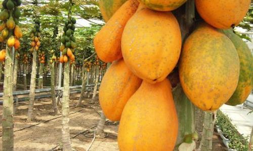 How to Ripen Red-Fleshed Papaya:A Comprehensive Guide