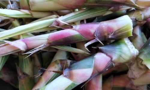 How to Manage and Utilize Reed Shoots:A Comprehensive Guide