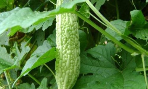 Mastering the Art of Handling Bitter Gourd:Techniques,Tips,and Delicious Recipes