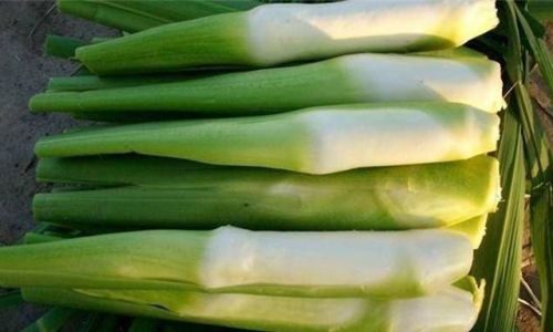 How to Handle and Prepare Water Bamboo Zizania latifolia)for Culinary Delight