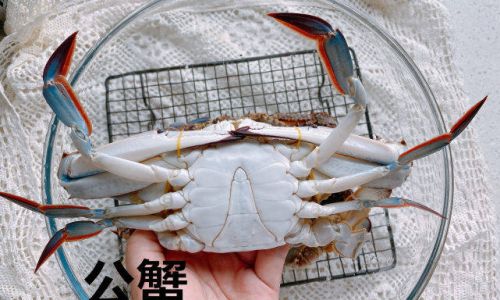 How to Handle Live Swimming Crabs Portunus Trituberculatus)