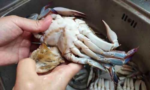 How to Handle Live Swimming Crabs Portunus Trituberculatus)