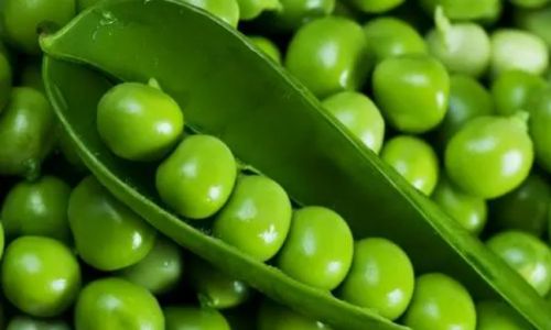How to Properly Store Pea Pods:A Comprehensive Guide