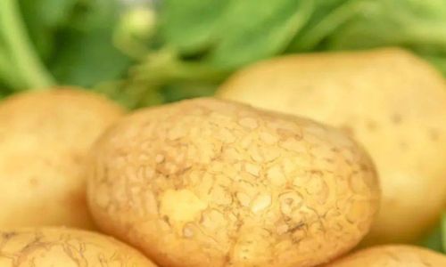 How to Store Potatoes to Prevent Sprouting