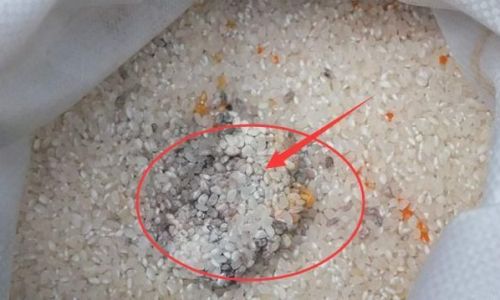 How to Store Rice Effectively to Prevent Insect Infestation