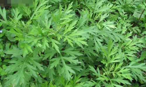 How to Consume Wild Mugwort:A Comprehensive Guide