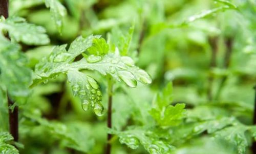 How to Consume Wild Mugwort:A Comprehensive Guide