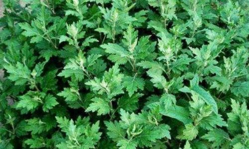 How to Consume Wild Mugwort:A Comprehensive Guide
