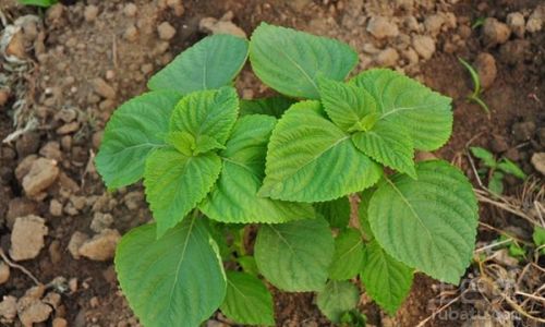 Mastering the Art of Eating Perilla Leaves:A Culinary Exploration