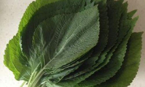 Mastering the Art of Eating Perilla Leaves:A Culinary Exploration