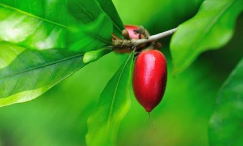 Unraveling the Enigma of Eating Miracle Fruit:A Culinary Adventure