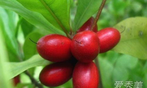 Unraveling the Enigma of Eating Miracle Fruit:A Culinary Adventure