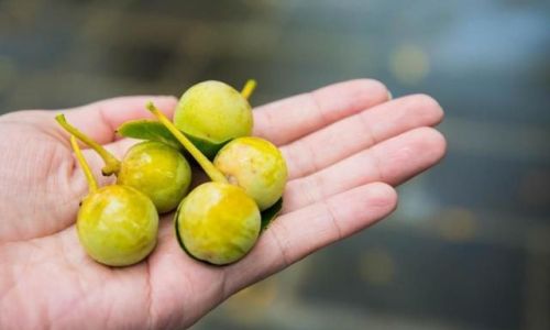 How to Consume Dried Ginkgo Nuts