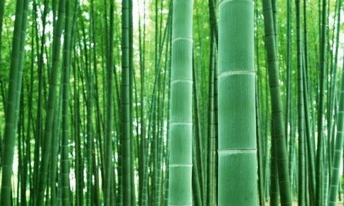 Mastering the Art of Eating Tender Bamboo Shoots