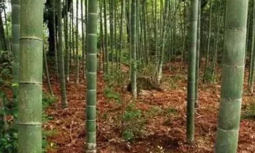 Mastering the Art of Eating Tender Bamboo Shoots