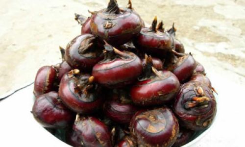 How to Enjoy Water Chestnuts to the Fullest