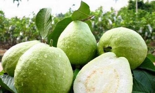 How to Enjoy Eating Guava:A Comprehensive Guide