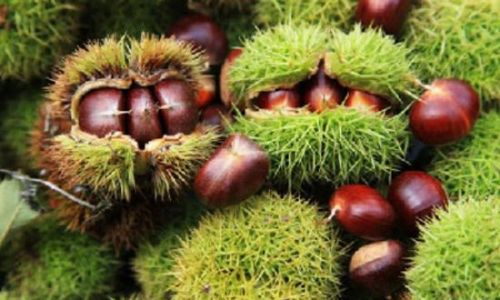 Mastering the Art of Roasting Qianxi Chestnuts for Easy Peeling