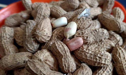 How to Roast Shelled Peanuts Perfectly