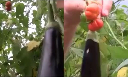 How to Determine if an Eggplant is Ripe:A Comprehensive Guide