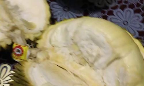 How to Determine if a Durian is Ripe:A Comprehensive Guide