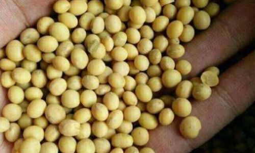 How to Know When Soybeans Are Fully Cooked