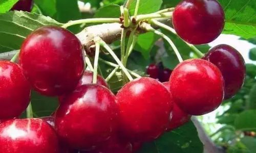 How to Select Delicious Cherries:A Comprehensive Guide