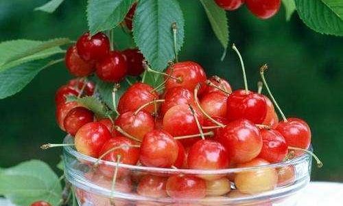 How to Select Delicious Cherries:A Comprehensive Guide