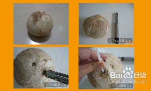 Mastering the Art of Extracting Coconut Meat:A Comprehensive Guide