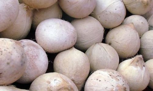 Mastering the Art of Extracting Coconut Meat:A Comprehensive Guide