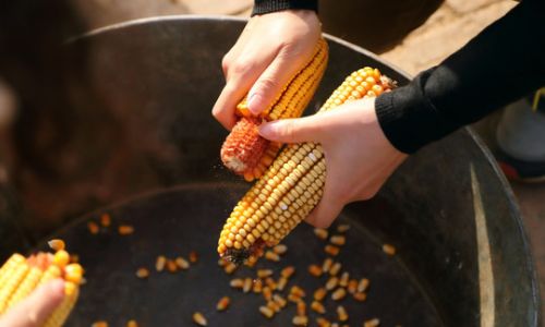 How to Husk and Shuck Corn:A Comprehensive Guide