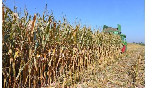 How to Husk and Dry Corn Kernels for Storage