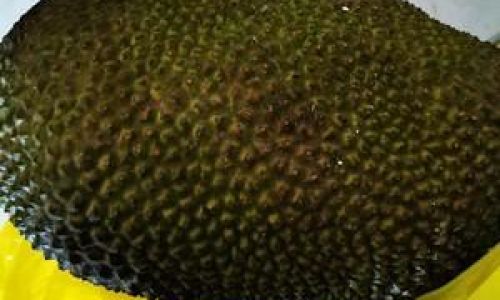 How to Peel Jackfruit Quickly and Conveniently