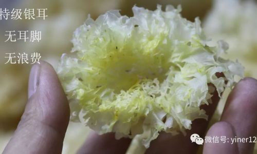 How to Discern the Quality of Tremella fuciformis:A Comprehensive Guide