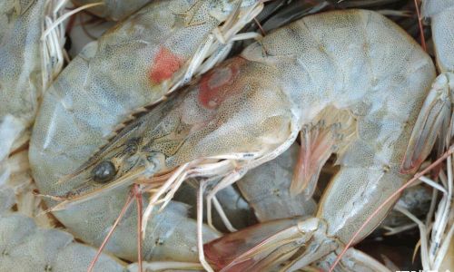 How to Discern the Quality of Shrimp:A Comprehensive Guide