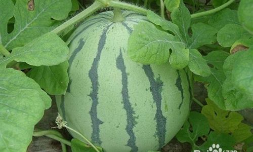 How to Discern the Quality of Watermelons:A Comprehensive Guide