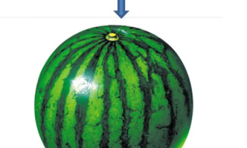 How to Discern the Quality of Watermelons:A Comprehensive Guide