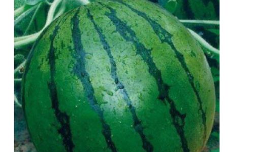 How to Discern the Quality of Watermelons:A Comprehensive Guide
