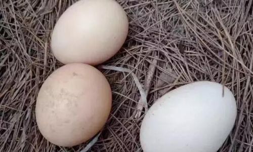 How to Discern the Quality of Free-Range Eggs