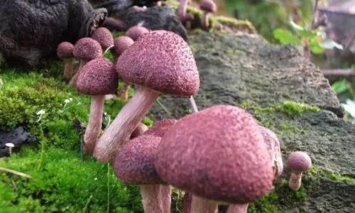 How to Discern Whether Mushrooms Are Bleached:A Comprehensive Guide